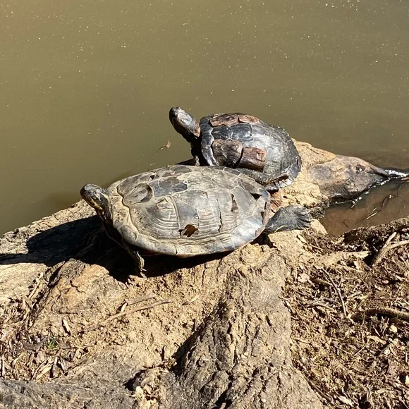 ✨ - Picture 5 of 16